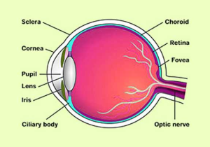 The Eye and Vision Anatomy Worksheet Answers with Structure Eye External and Internal Structure Of the Eyes