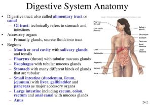 The Human Digestive System Worksheet Answers Along with Embed Of Digestive System