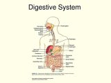 The Human Digestive System Worksheet Answers Along with Human Body Systems In Hindi Human Body