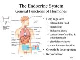 The Human Digestive System Worksheet Answers Also Anatomy Endocrine System Human Endocrine System Function
