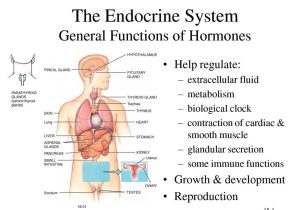 The Human Digestive System Worksheet Answers Also Anatomy Endocrine System Human Endocrine System Function