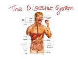The Human Digestive System Worksheet Answers Also Flow Chart Digestive System Biology the 1st Part Flow
