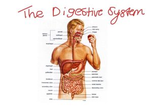 The Human Digestive System Worksheet Answers Also Flow Chart Digestive System Biology the 1st Part Flow