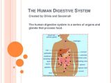 The Human Digestive System Worksheet Answers Also Inner Body Digestive System Bing Images