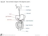 The Human Digestive System Worksheet Answers and Sciencevideos Draw the Core