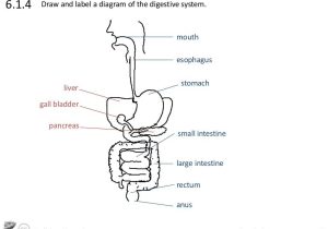 The Human Digestive System Worksheet Answers and Sciencevideos Draw the Core