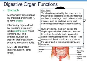 The Human Digestive System Worksheet Answers and Unique Functions Stomach Image Collection Physiology