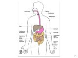 The Human Digestive System Worksheet Answers as Well as Flowchart Digestive System Flow Chart for Digestive and R