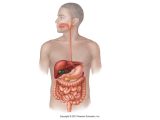The Human Digestive System Worksheet Answers as Well as organs the Body Diagram Unlabelled Human Body with organs