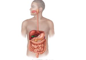 The Human Digestive System Worksheet Answers as Well as organs the Body Diagram Unlabelled Human Body with organs