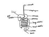 The Human Digestive System Worksheet Answers as Well as Rabbit Digestive System Diagram 614 Digestive System Drawing
