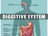 The Human Digestive System Worksheet Answers or Digestive System and Cardiovascular Bing Images