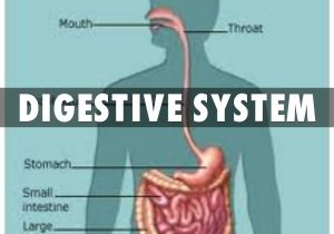 The Human Digestive System Worksheet Answers or Digestive System and Cardiovascular Bing Images