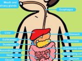 The Human Digestive System Worksheet Answers or Digestive System by Hannah S