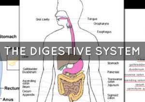 The Human Digestive System Worksheet Answers or the Digestive System by Karina Huerta