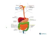 The Human Digestive System Worksheet Answers together with 4312 5 Glavnyh Pravil Dlya Uluchsheniya Pischevareniya V Bodibildinge