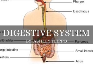 The Human Digestive System Worksheet Answers together with Digestive System by ashley Flippo