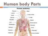 The Human Digestive System Worksheet Answers together with Human Body Diagram with Parts Anatomy Diagram Chart