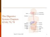 The Human Digestive System Worksheet Answers together with Ppt the Digestive Systemchapters 6266 70 78 Powerpoint