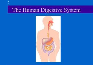 The Human Digestive System Worksheet Answers together with Ppt the Human Digestive System Powerpoint Presentation I