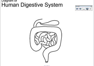 The Human Digestive System Worksheet Answers together with the Human Digestive System Worksheet Answers Image Collectio