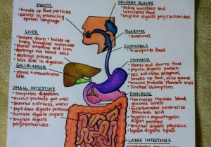 The Human Digestive Tract Worksheet Answers Along with Digestive System