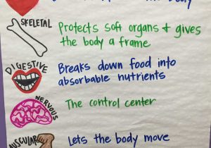 The Human Digestive Tract Worksheet Answers and 5th Grade Science Body Systems Anchor Chart