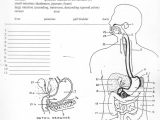 The Human Digestive Tract Worksheet Answers and Crossword Puzzle Digestive System Highest Clarity the Human