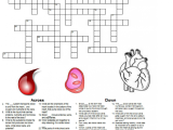 The Human Digestive Tract Worksheet Answers or 28 Luxury Human Digestive System Crossword Puzzle Answers