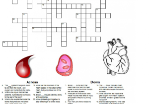 The Human Digestive Tract Worksheet Answers or 28 Luxury Human Digestive System Crossword Puzzle Answers
