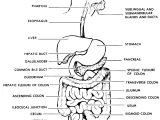 The Human Digestive Tract Worksheet Answers or Schön the Anatomy the Human Digestive System Ideen Anatomie Von