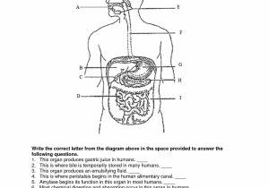The Human Digestive Tract Worksheet Answers together with Hermosa the Anatomy the Human Digestive System Answer Key Imagen
