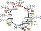 The Krebs Cycle Student Worksheet Along with 25 Best the Krebs Cycle Images On Pinterest