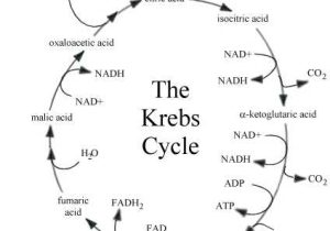 The Krebs Cycle Student Worksheet Also 42 Best Citric Acid Cycle Images On Pinterest
