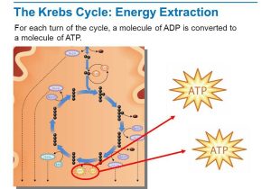 The Krebs Cycle Student Worksheet Also Wel E to Class and Plete the Following ï§ Warm Up Staar