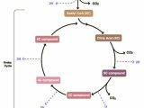 The Krebs Cycle Student Worksheet and 25 Best the Krebs Cycle Images On Pinterest