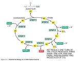 The Krebs Cycle Student Worksheet and Wilsonsbi4u 01 2014 Unit 2 Metabolic Processes