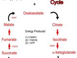 The Krebs Cycle Student Worksheet as Well as 42 Best Citric Acid Cycle Images On Pinterest