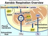 The Krebs Cycle Student Worksheet or 65 Best Cellular Respiration Images On Pinterest