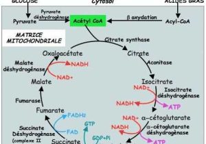 The Krebs Cycle Student Worksheet together with 42 Best Citric Acid Cycle Images On Pinterest