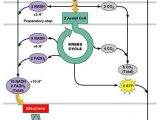 The Krebs Cycle Student Worksheet together with 65 Best Cellular Respiration Images On Pinterest