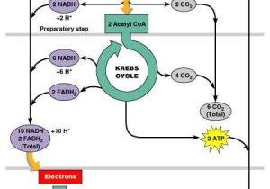 The Krebs Cycle Student Worksheet together with 65 Best Cellular Respiration Images On Pinterest