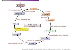 The Krebs Cycle Student Worksheet together with Krebs Cycle 574460 Citric Acid Cycle