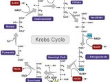 The Krebs Cycle Student Worksheet with 25 Best the Krebs Cycle Images On Pinterest