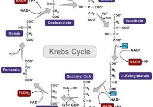 The Krebs Cycle Student Worksheet with 25 Best the Krebs Cycle Images On Pinterest
