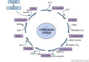 The Krebs Cycle Student Worksheet with 42 Best Citric Acid Cycle Images On Pinterest