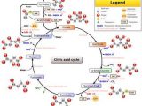 The Krebs Cycle Student Worksheet with Cellular Respiration Glycolysis Citric Acid Cycle
