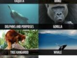The Lorax and Sustainable Development Worksheet Answer Key Along with 78 Best Endangered Species Images On Pinterest