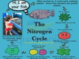 The Nitrogen Cycle Student Worksheet Answers Along with 30 Best the Nitrogen Cycle Images On Pinterest