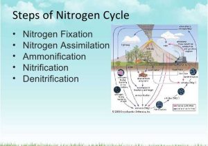The Nitrogen Cycle Student Worksheet Answers Along with Nitrogen Cycle Worksheet Answers New Harris Crystal Science Energy